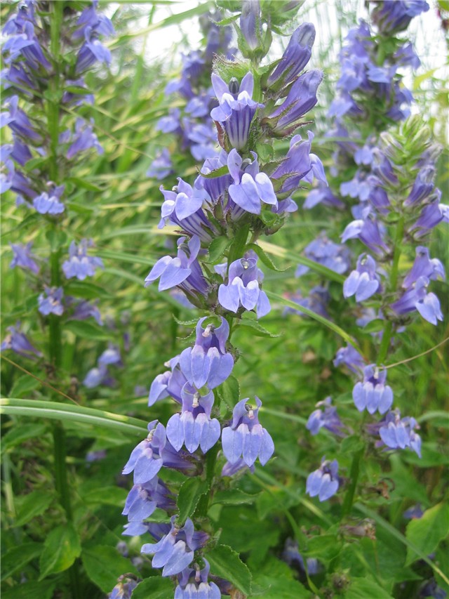 Lobelia siphilitica